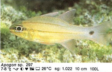 Apogon sp